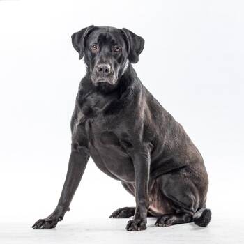 Black Labrador Retriever Dogs Available for Adoption in Reno, Nevada - Dante | PetCurious