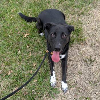 Christine -  Black Labrador Retriever and Cattle Dog Dog for Adoption in Emporia, Kansas - Christine | PetCurious