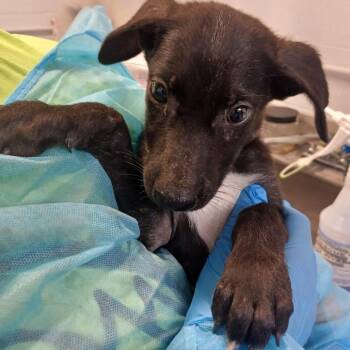 Ribbon -  Shepherd and Labrador Retriever Dog for Adoption in Hattiesburg, Mississippi - Ribbon | PetCurious