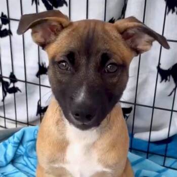 Jack -  Labrador Retriever and American Staffordshire Terrier Dog for Adoption in San Juan Capistrano, California - Jack | PetCurious