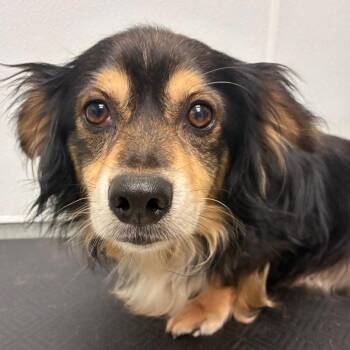 Harlow -  Cardigan Welsh Corgi and Mixed Breed Dog for Adoption in Abilene, Texas - Harlow | PetCurious
