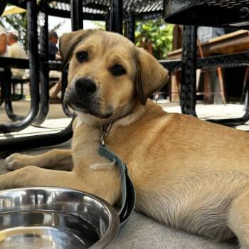 Alabama -  Mixed Breed Dog for Adoption in Blue Ridge, Georgia - Alabama | PetCurious