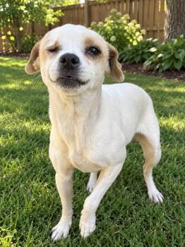 Jamie -  Chihuahua and Beagle Dog for Adoption in New Haven, Connecticut - Jamie | PetCurious