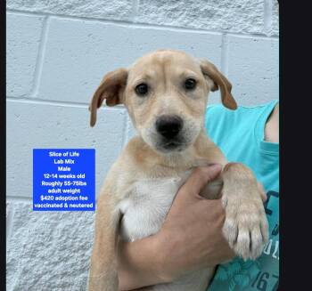 Slice of Life -  Labrador Retriever Dog for Adoption in Oviedo, Florida - Slice Of Life | PetCurious