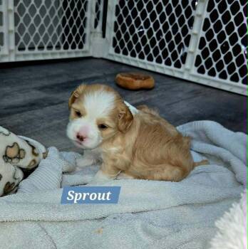 Shih Tzu and Maltese Dogs Available for Adoption in Plantation, Florida - Sprout | PetCurious