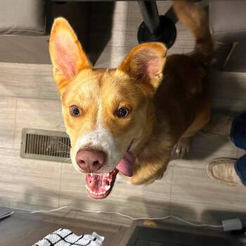 Rodger (foster needed) -  Siberian Husky and German Shepherd Dog Dog for Adoption in New York, New York - Rodger (foster Needed) | PetCurious