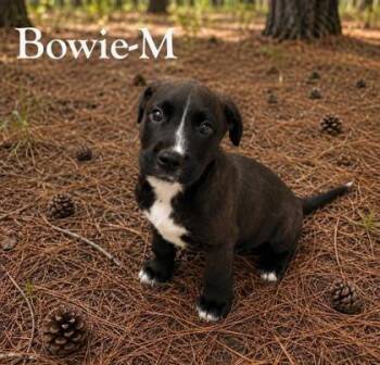 Bowie -  Labrador Retriever and Mixed Breed Dog for Adoption in Morton Grove, Illinois - Bowie | PetCurious