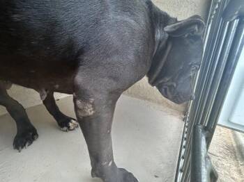 A476844 -  Pit Bull Terrier Dog for Adoption in Oklahoma City, Oklahoma - A476844 | PetCurious