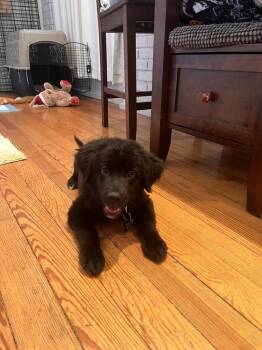HUGGY BEAR -  Shepherd Dog for Adoption in Broomfield, Colorado - HUGGY BEAR | PetCurious