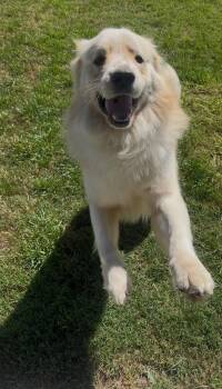 Great Pyrenees and Golden Retriever Dogs Available for Adoption in Garland, Texas - Sunny | PetCurious
