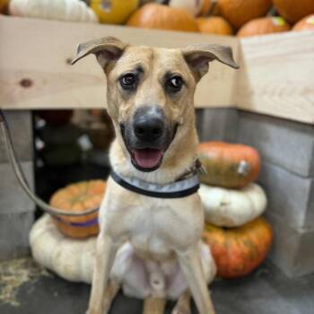Rescue German Shepherd Dog Dogs for Adoption in Kaufman, Texas - DUKE NEEDS FOSTER OR ADOPTER | PetCurious