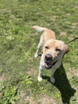 Sam -  Labrador Retriever Dog for Adoption in Kutztown, Pennsylvania - Sam | PetCurious