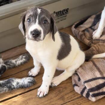 Josie -  Australian Shepherd and Australian Cattle Dog Blue Heeler Dog for Adoption in Longview, Texas - Josie | PetCurious