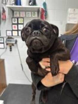 Jenna -  Pug Dog Available for Adoption in Manitowoc, Wisconsin - Jenna | PetCurious