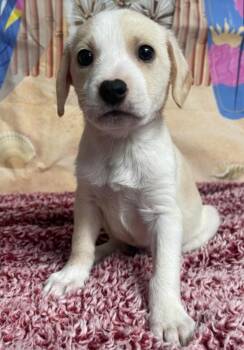 Chihuahua and Beagle Dogs Available for Adoption - Egizio | PetCurious