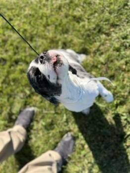 Cha Chi -  Cocker Spaniel Dog for Adoption in Bryan, Ohio - Cha Chi | PetCurious