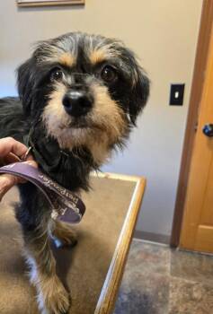 Rescue Dachshund and Yorkshire Terrier Dogs for Adoption in Friendship, New York - Bentley Ray | PetCurious