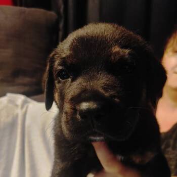 American Bulldog Dogs Available for Adoption in Niagara Falls, Ontario - Keith (20260422-04) | PetCurious