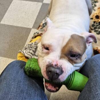 American Bulldog Dogs Available for Adoption in Benton Harbor, Michigan - Montana | PetCurious