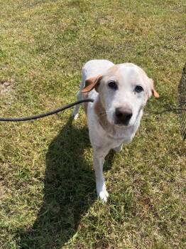 Rescue Labrador Retriever and Pit Bull Terrier Dogs for Adoption in Woodbine, Georgia - Georgie | PetCurious