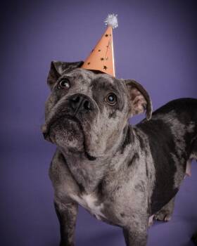 Juniper -  Bulldog Dog for Adoption in Appleton, Wisconsin - Juniper | PetCurious