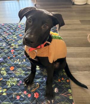 Black Labrador Retriever Dogs Available for Adoption - Mambo | PetCurious