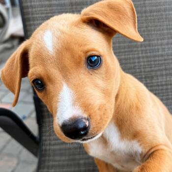 Slinky -  Mixed Breed Dog for Adoption in San Diego, California - Slinky | PetCurious