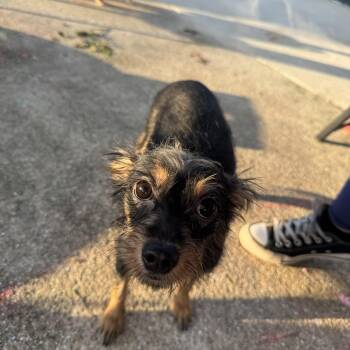 Okra -  Terrier Dog for Adoption in Fort Pierce, Florida - Okra | PetCurious