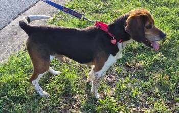 Beagle Dogs Available for Adoption in Dunnellon, Florida - Dominic | PetCurious