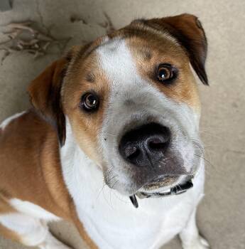 Scout -  Terrier and Australian Cattle Dog Blue Heeler Dog for Adoption in Longview, Texas - Scout | PetCurious
