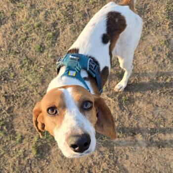 Liesel -  American Foxhound and Hound Dog for Adoption in Brookeville, Maryland - Liesel | PetCurious