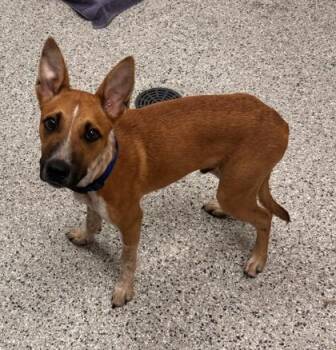 Sega -  Mixed Breed Dog for Adoption in Kansas City, Missouri - Sega | PetCurious