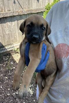 Oolong -  Mastiff Dog for Adoption in Bull Valley, Illinois - Oolong | PetCurious