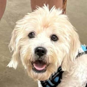 Rescue Poodle and Shih Tzu Dogs for Adoption in Jacksonville, Florida - Russell Crowe | PetCurious