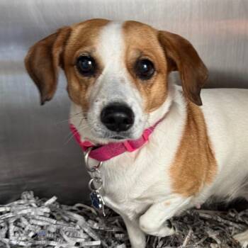 Machiva -  Beagle Dog for Adoption in Jacksonville, Arkansas - Machiva | PetCurious