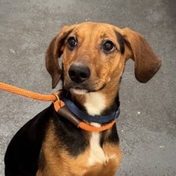 Rescue Mixed Breed Dogs for Adoption in New York, New York - Lintal | PetCurious