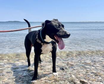 Buck -  Black Labrador Retriever and Pit Bull Terrier Dog for Adoption in Scituate, Massachusetts - Buck | PetCurious