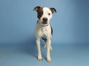 Pit Bull Terrier Dogs Available for Adoption in Phoenix, Arizona - WILEY | PetCurious