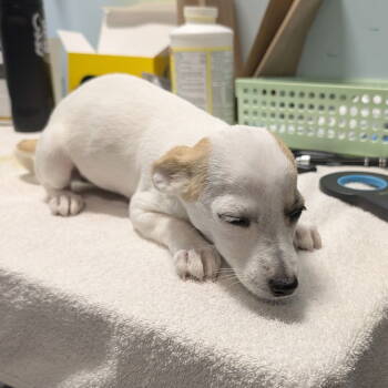 Rescue Jack Russell Terrier and Terrier Dogs for Adoption in Chico, California - PICHU | PetCurious