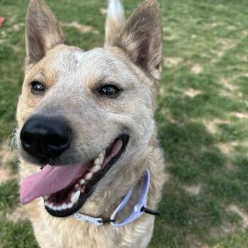 Bandit -  Australian Shepherd Dog for Adoption in Harrisonburg, Virginia - Bandit | PetCurious