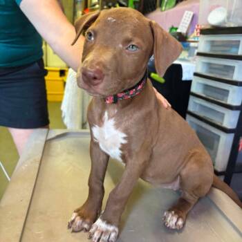 Oleander -  Labrador Retriever and Hound Dog for Adoption in Griswold, Connecticut - Oleander | PetCurious