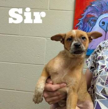 Sir -  Cattle Dog and Mixed Breed Dog for Adoption in Morton Grove, Illinois - Sir | PetCurious