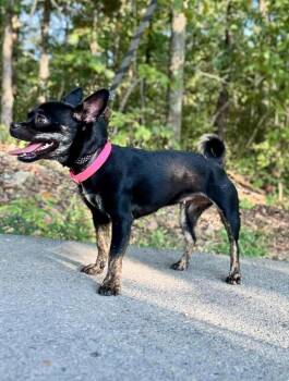 Gildie -  Chihuahua Dog for Adoption in Waverly, Tennessee - Gildie | PetCurious