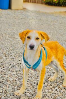 Labrador Retriever and Beagle Dogs Available for Adoption in San Diego, California - Nahelo | PetCurious
