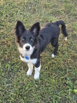 Rescue Australian Shepherd Dogs for Adoption in Troy, Illinois - Swiss | PetCurious