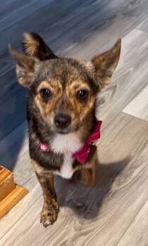 Charlotte (F) -  Chihuahua and Dachshund Dog for Adoption in Sun Prairie, Wisconsin - Charlotte (F) | PetCurious