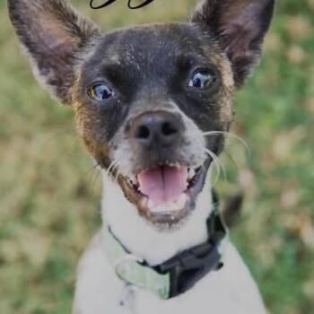Buzz -  Rat Terrier Dog for Adoption in Marseilles, Illinois - Buzz | PetCurious