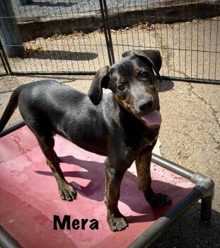 Coonhound Dogs Available for Adoption in Senatobia, Mississippi - Mera | PetCurious