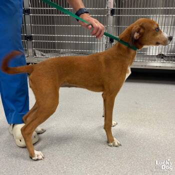 Quail -  Hound and Labrador Retriever Dog for Adoption in Washington, District Of Columbia - Quail | PetCurious