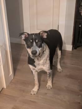 Rowdy -  Australian Cattle Dog Blue Heeler and Australian Shepherd Dog for Adoption in Boise, Idaho - Rowdy | PetCurious